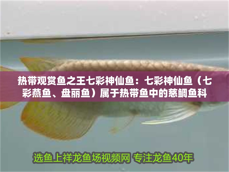 熱帶觀賞魚之王七彩神仙魚：七彩神仙魚（七彩燕魚、盤麗魚）屬于熱帶魚中的慈鯛魚科