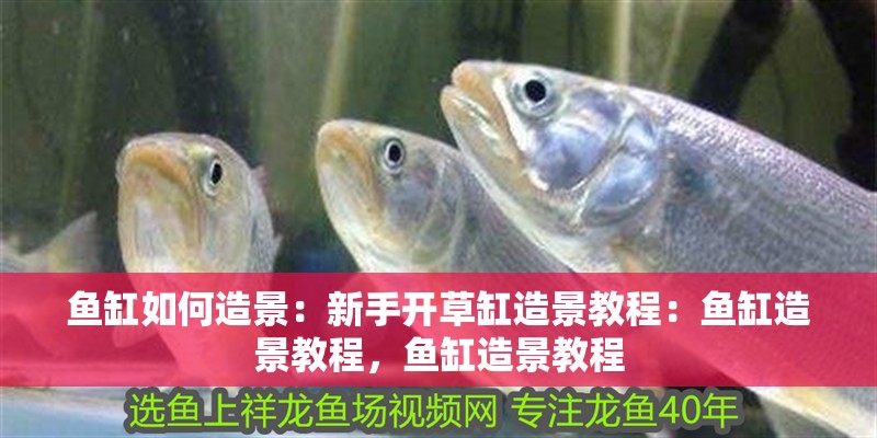 魚缸如何造景：新手開草缸造景教程：魚缸造景教程，魚缸造景教程
