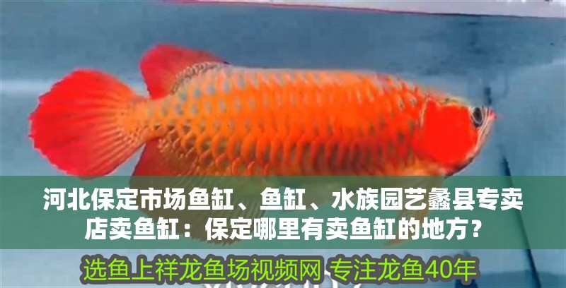 河北保定市場魚缸、魚缸、水族園藝蠡縣專賣店賣魚缸：保定哪里有賣魚缸的地方？