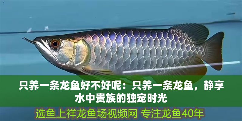 只養(yǎng)一條龍魚好不好呢：只養(yǎng)一條龍魚，靜享水中貴族的獨寵時光
