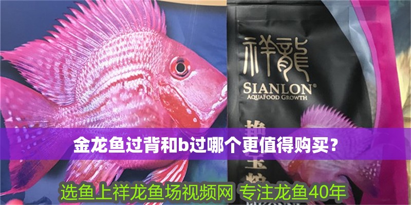 金龍魚過背和b過哪個更值得購買？