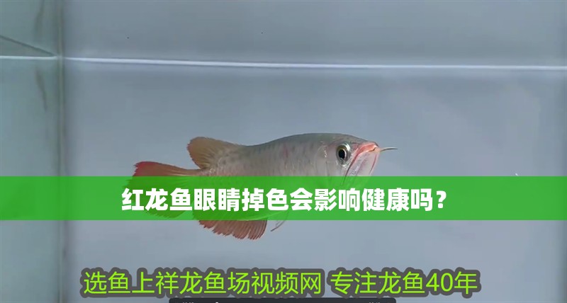 紅龍魚眼睛掉色會影響健康嗎？
