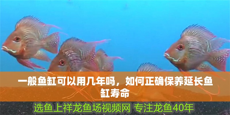 一般魚缸可以用幾年嗎，如何正確保養延長魚缸壽命