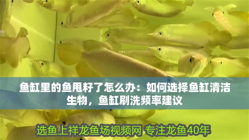 魚缸里的魚甩籽了怎么辦：如何選擇魚缸清潔生物，魚缸刷洗頻率建議