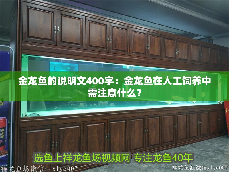 金龍魚的說(shuō)明文400字：金龍魚在人工飼養(yǎng)中需注意什么？
