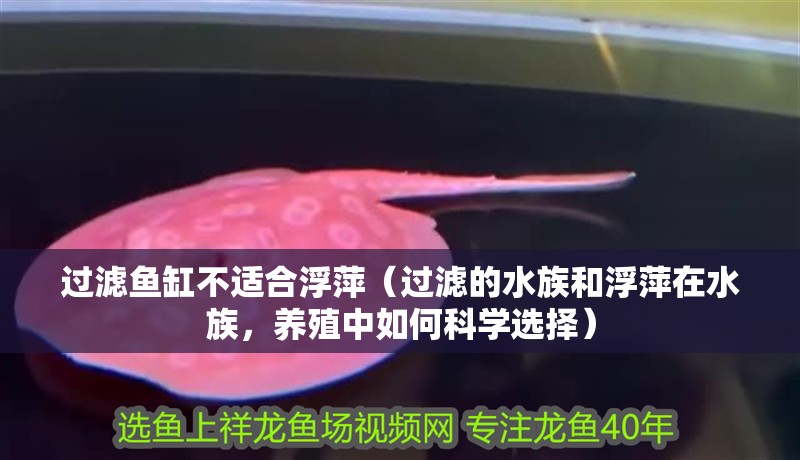 過濾魚缸不適合浮萍（過濾的水族和浮萍在水族，養殖中如何科學選擇）