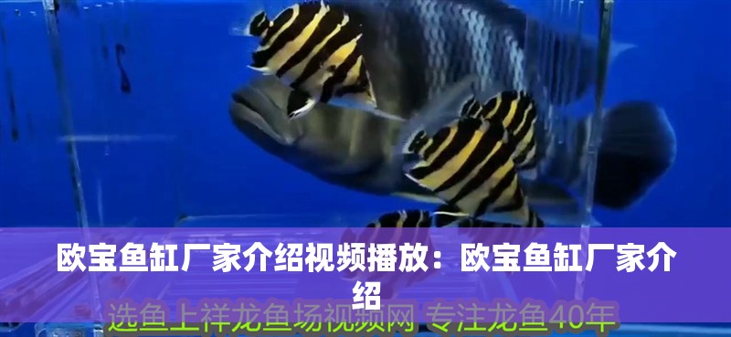魚缸過濾器選購指南:自制魚缸過濾器魚缸上置過濾器對于養(yǎng)魚愛好者的必備知識 歐寶魚缸廠家介紹視頻播放:歐寶魚缸廠家介紹 魚缸百科 歐寶魚缸廠家介紹視頻播放:歐寶魚缸廠家介紹 歐寶魚缸廠家介紹視頻播放:歐寶魚缸廠家介紹 魚缸百科