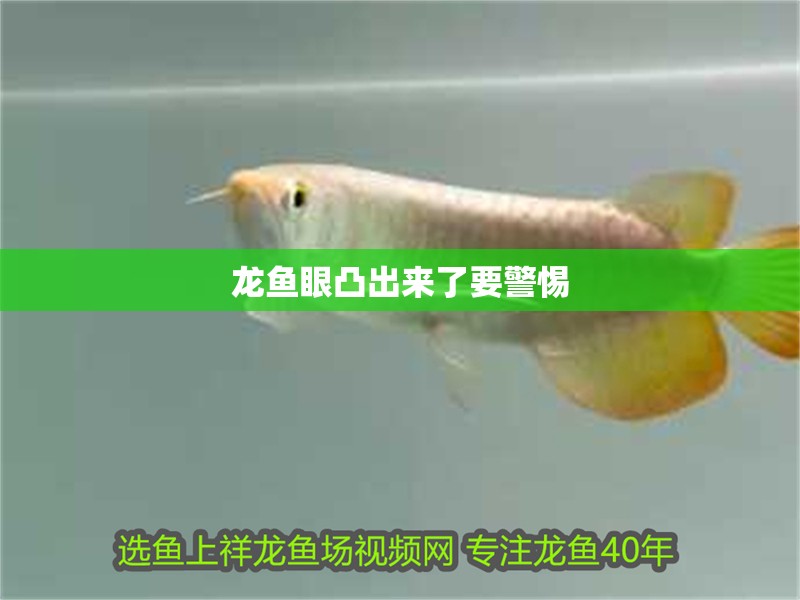 龍魚眼凸出來了要警惕