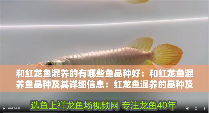 和紅龍魚混養的有哪些魚品種好：和紅龍魚混養魚品種及其詳細信息：紅龍魚混養的品種及其詳細信息