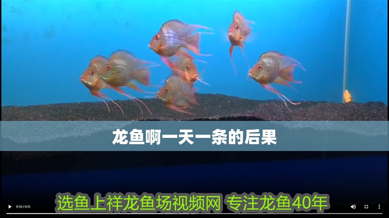 龍魚啊一天一條的后果