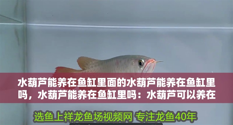 水葫蘆能養在魚缸里面的水葫蘆能養在魚缸里嗎，水葫蘆能養在魚缸里嗎：水葫蘆可以養在魚缸里嗎？
