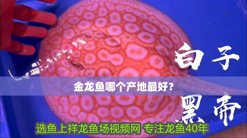 金龍魚哪個產地最好？