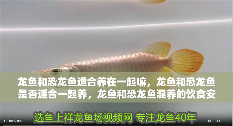 龍魚和恐龍魚適合養在一起嘛，龍魚和恐龍魚是否適合一起養，龍魚和恐龍魚混養的飲食安排