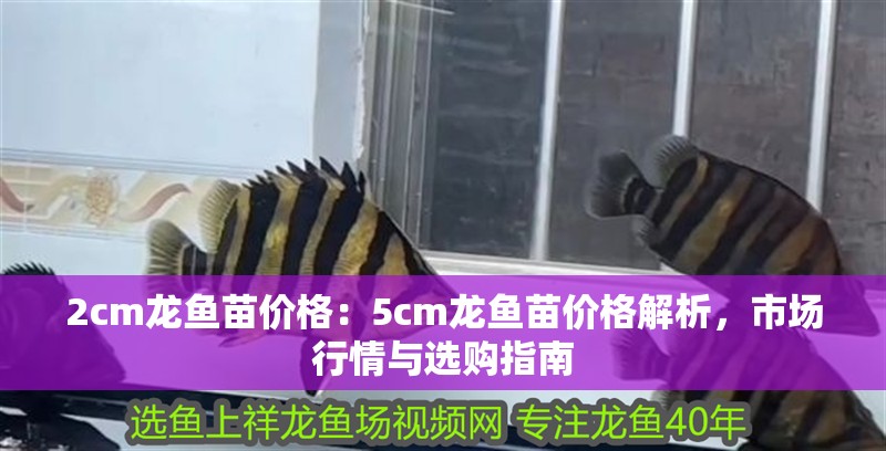 2cm龍魚苗價格：5cm龍魚苗價格解析，市場行情與選購指南