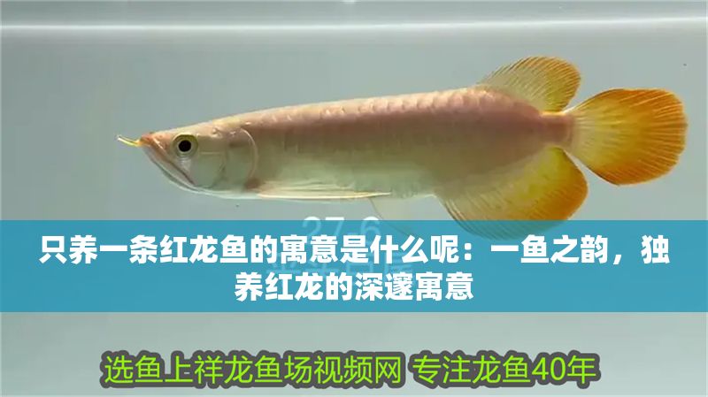 只養一條紅龍魚的寓意是什么呢：一魚之韻，獨養紅龍的深邃寓意