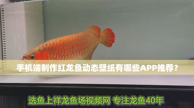 手機端制作紅龍魚動態壁紙有哪些APP推薦？