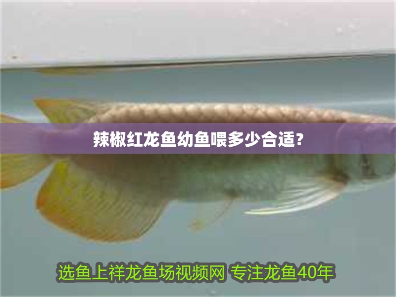 辣椒紅龍魚幼魚喂多少合適？