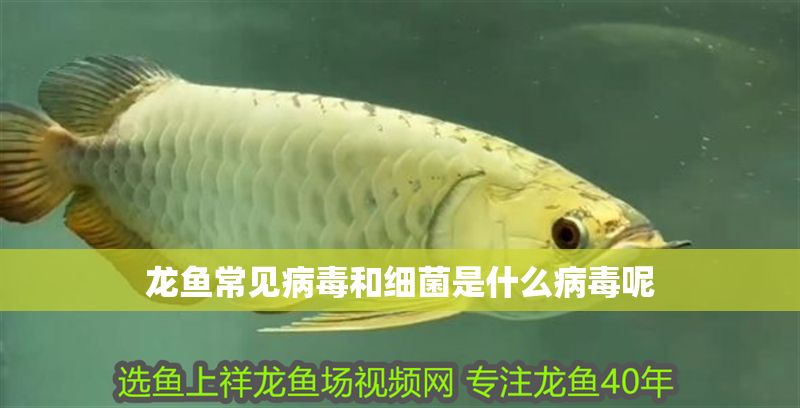 龍魚常見病毒和細菌是什么病毒呢