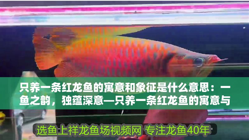 只養一條紅龍魚的寓意和象征是什么意思：一魚之韻，獨蘊深意—只養一條紅龍魚的寓意與象征