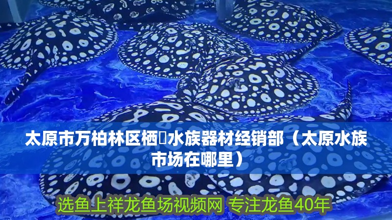 太原市萬柏林區(qū)棲鰕水族器材經(jīng)銷部（太原水族市場在哪里）