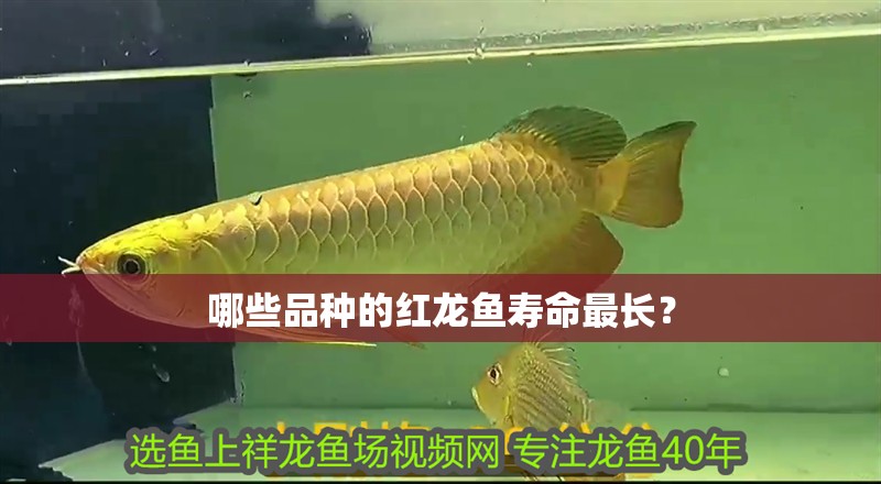 哪些品種的紅龍魚壽命最長？