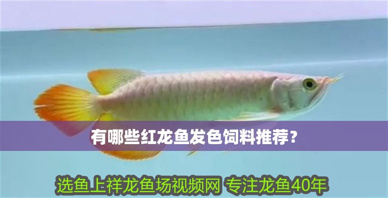 有哪些紅龍魚發(fā)色飼料推薦？