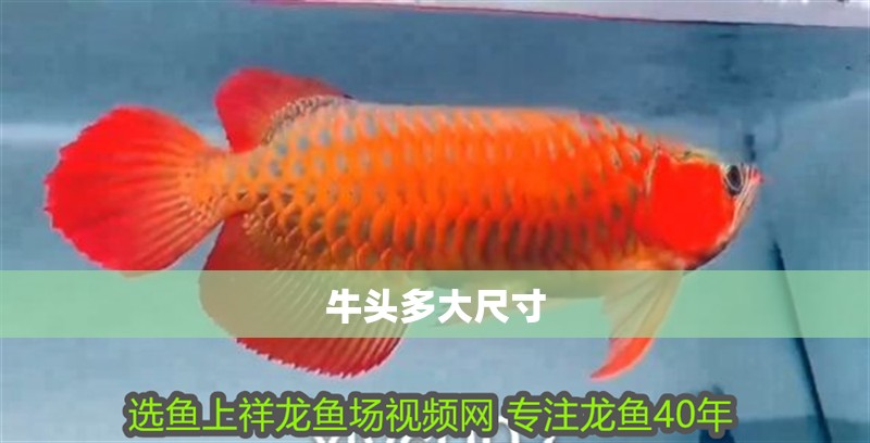 牛頭多大尺寸