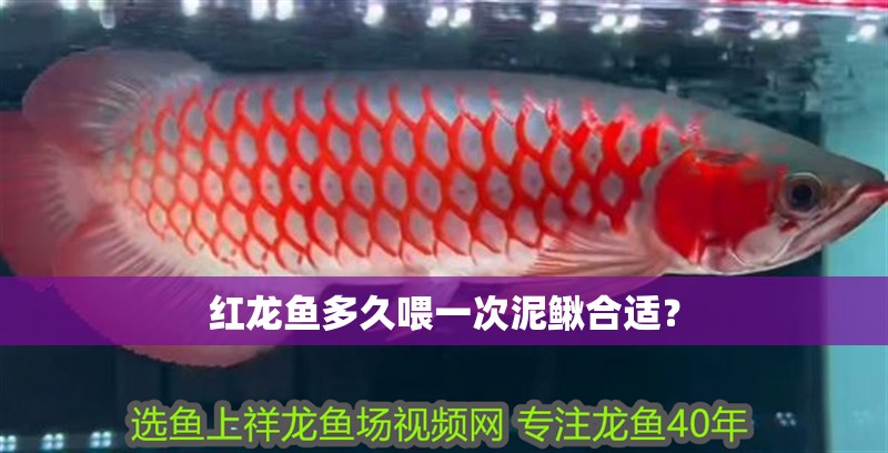 紅龍魚多久喂一次泥鰍合適？