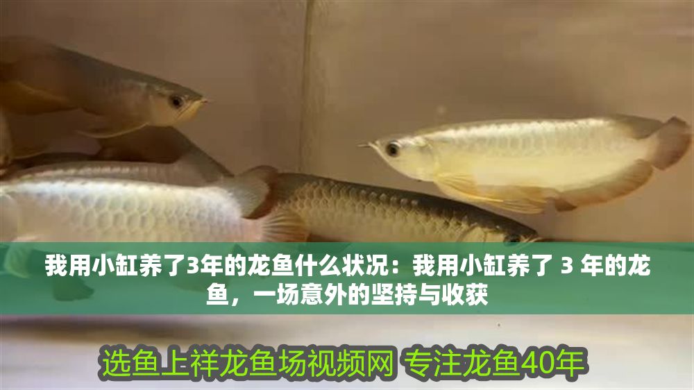 我用小缸養了3年的龍魚什么狀況：我用小缸養了 3 年的龍魚，一場意外的堅持與收獲