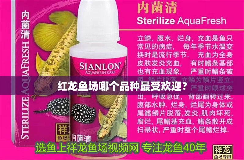 紅龍魚場(chǎng)哪個(gè)品種最受歡迎？