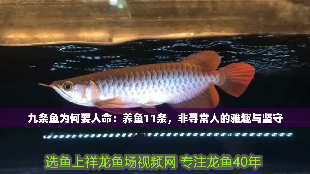 九條魚為何要人命：養魚11條，非尋常人的雅趣與堅守