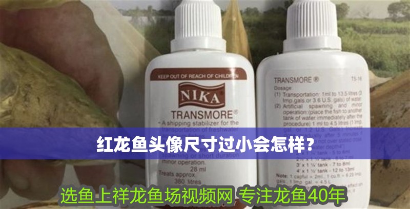 食人魚打得過電鰻嗎