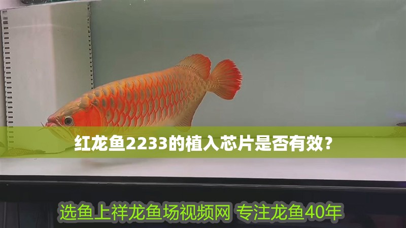 紅龍魚2233的植入芯片是否有效？