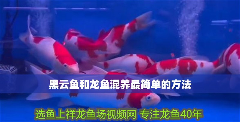 黑云魚和龍魚混養(yǎng)最簡單的方法