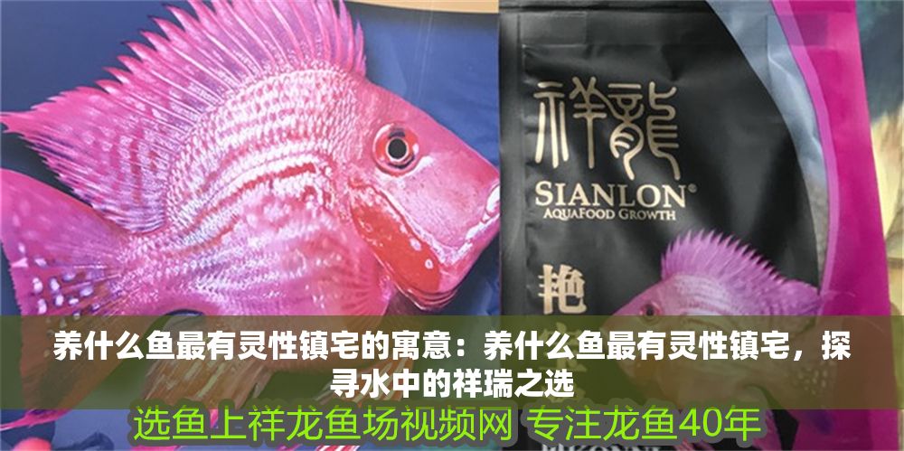 養(yǎng)什么魚最有靈性鎮(zhèn)宅的寓意：養(yǎng)什么魚最有靈性鎮(zhèn)宅，探尋水中的祥瑞之選