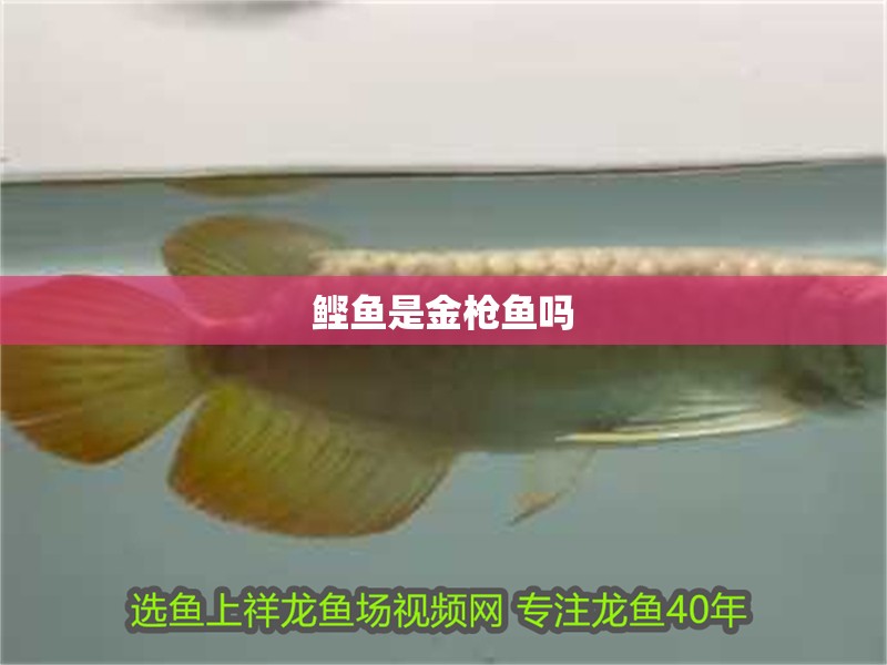鰹魚是金槍魚嗎