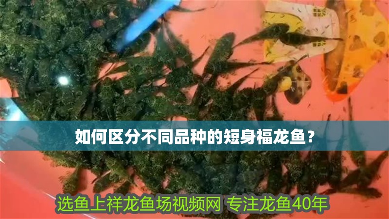 如何區(qū)分不同品種的短身福龍魚？