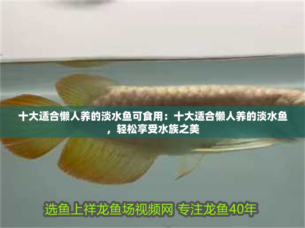 十大適合懶人養(yǎng)的淡水魚可食用：十大適合懶人養(yǎng)的淡水魚，輕松享受水族之美