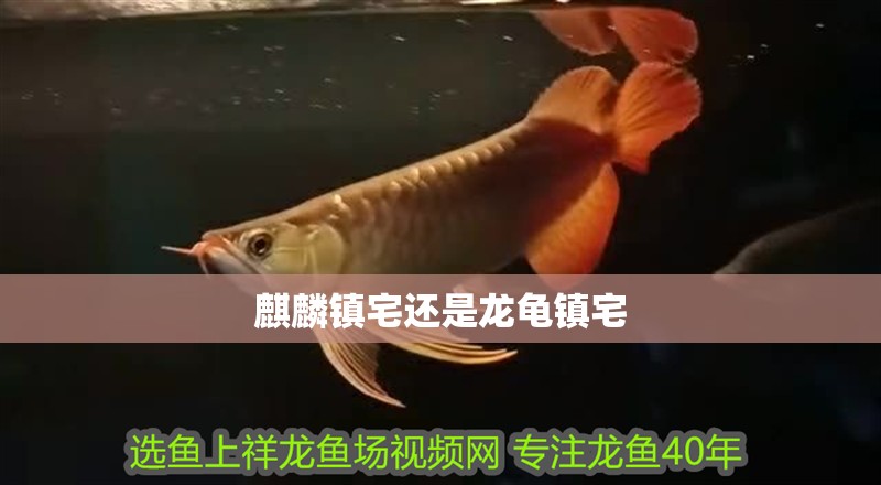 麒麟鎮宅還是龍龜鎮宅