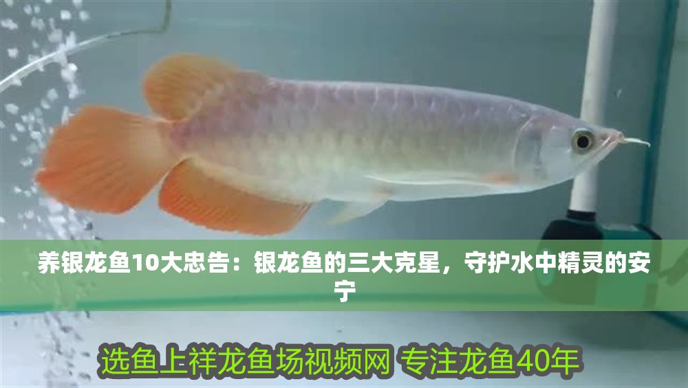 養銀龍魚10大忠告：銀龍魚的三大克星，守護水中精靈的安寧