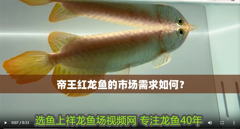 帝王紅龍魚的市場需求如何？