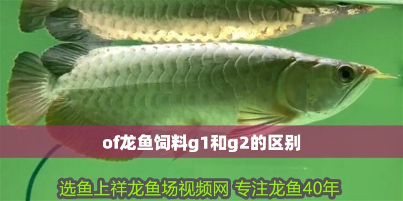 of龍魚飼料g1和g2的區別