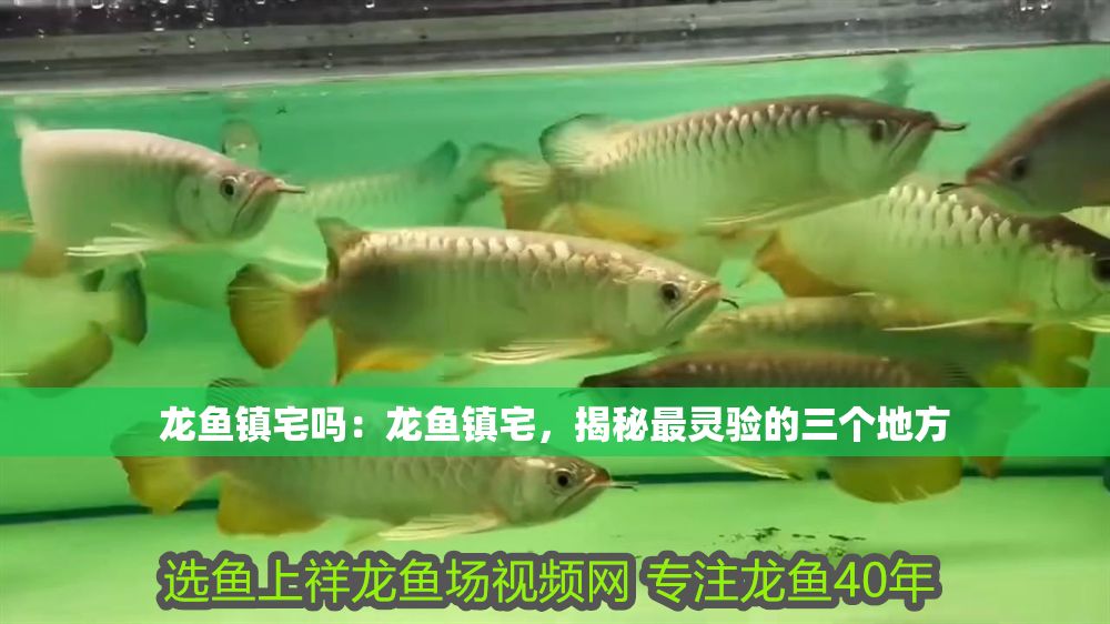 龍魚鎮宅嗎：龍魚鎮宅，揭秘最靈驗的三個地方