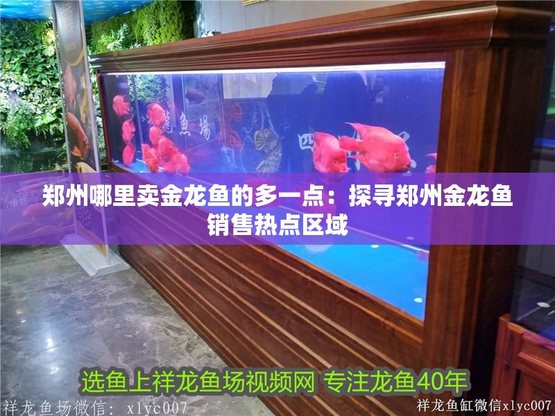 鄭州哪里賣金龍魚的多一點：探尋鄭州金龍魚銷售熱點區(qū)域