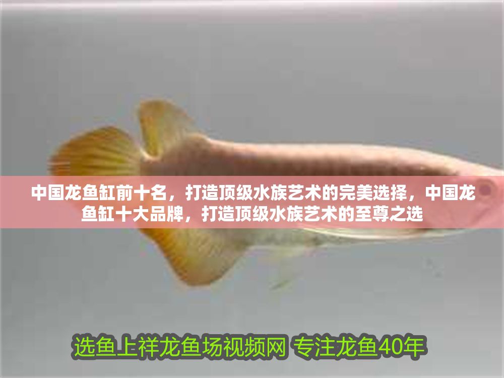 中國龍魚缸前十名，打造頂級水族藝術的完美選擇，中國龍魚缸十大品牌，打造頂級水族藝術的至尊之選