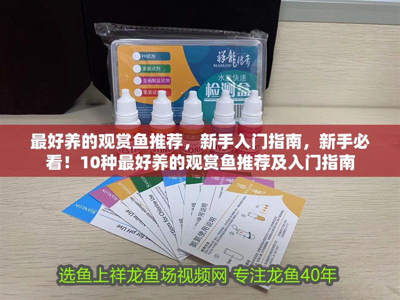 最好養的觀賞魚推薦，新手入門指南，新手必看！10種最好養的觀賞魚推薦及入門指南