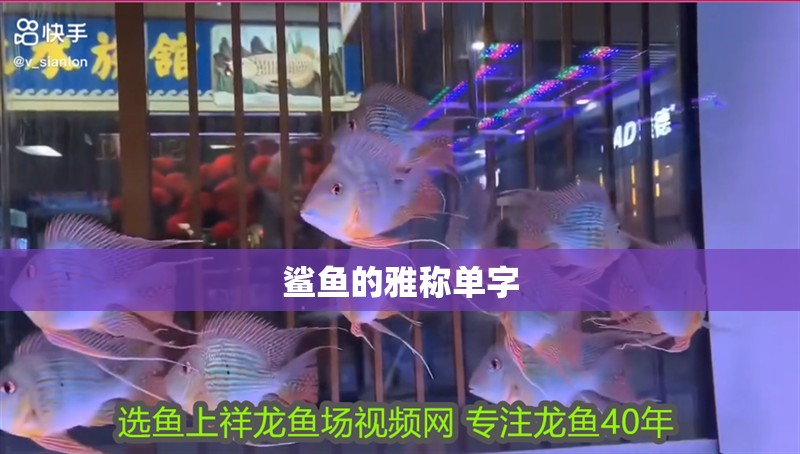 鯊魚的雅稱單字