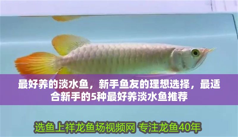 最好養的淡水魚，新手魚友的理想選擇，最適合新手的5種最好養淡水魚推薦