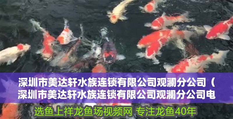 深圳市美達軒水族連鎖有限公司觀瀾分公司（深圳市美達軒水族連鎖有限公司觀瀾分公司電話）