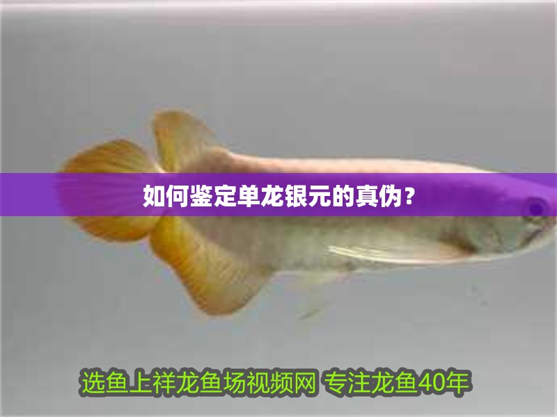 如何鑒定單龍銀元的真偽？